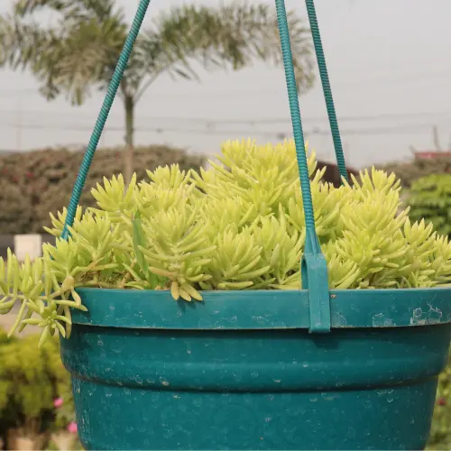Sedum lineare