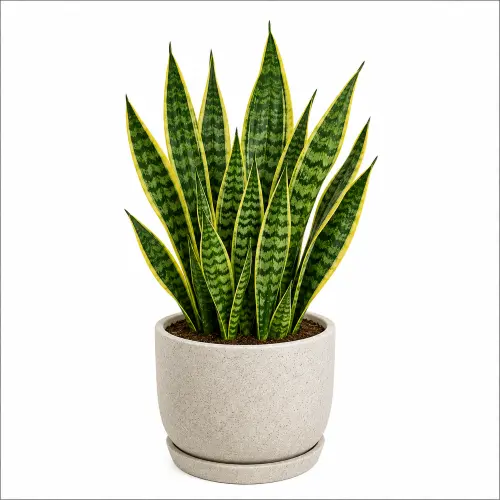 [SNP] Snake Plant