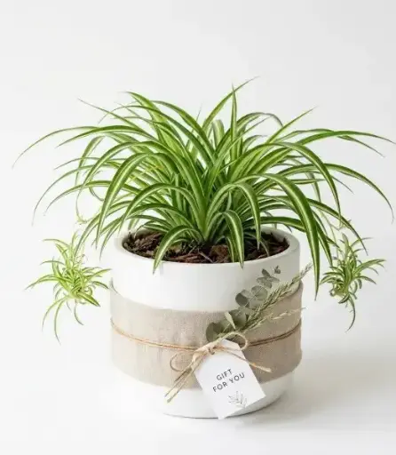 [SPP] Spider plant Gift pot