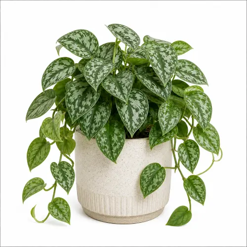 [SAP] Satin pothos plant