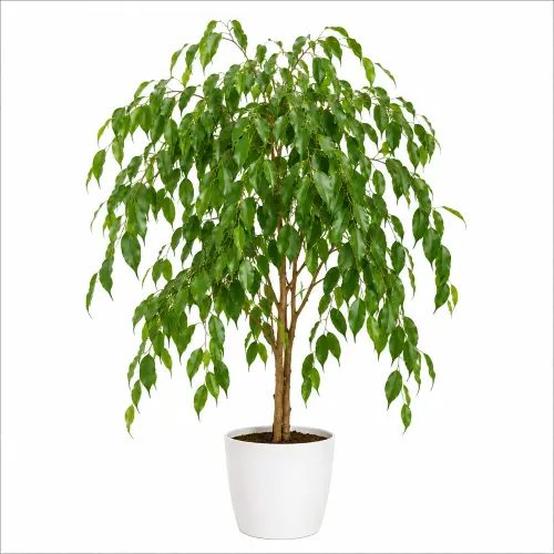 Weeping fig