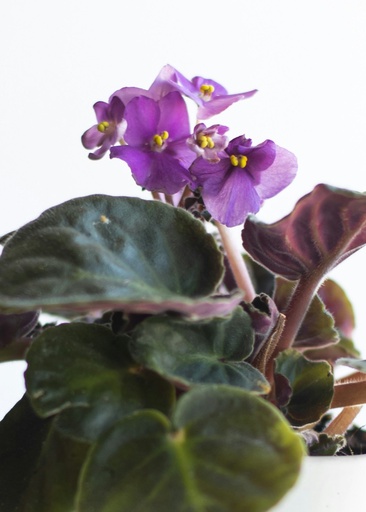 [Saintpaulia ionantha] African violet plant