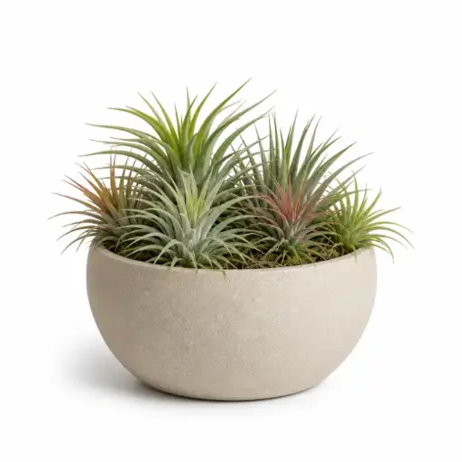 Air plants