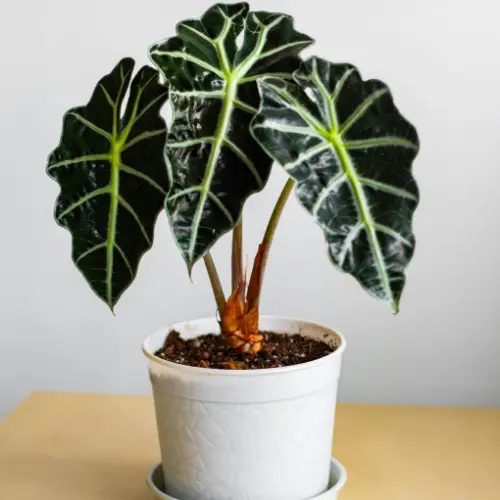 Alocasia polly