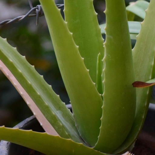 Aloe vera plant
