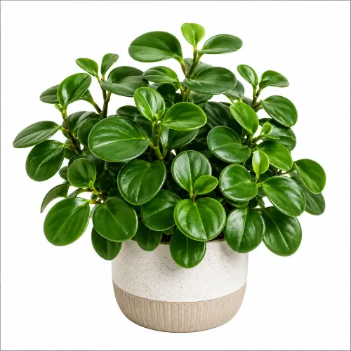 Baby rubber plant