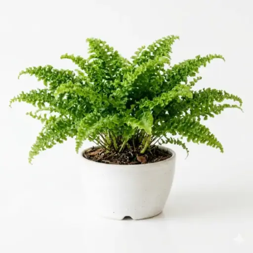 [RUF] Ruffle Fern plant