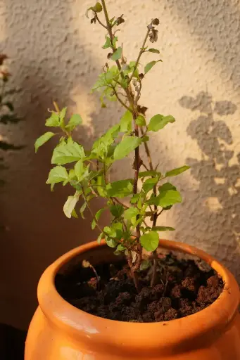 [TUL4] Tulasi Plant