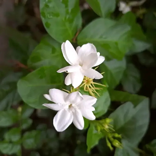 [JAS6] Jasmine plant (mallepuvvu)