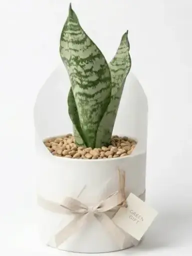 [Dracaena zeylanica] Snake plant gift