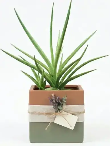 [Sansevieria hybrid 'B10'] Dracaena hybrid