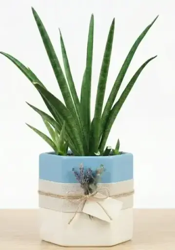 Medusa snake plant GIFT POT