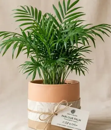 Parlour palm GIFT POT