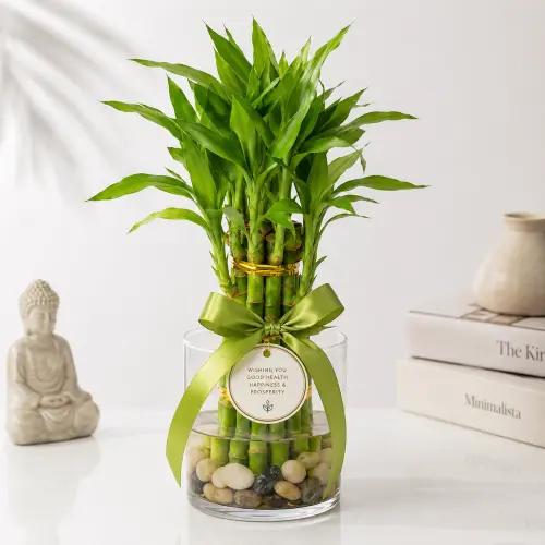 Lucky bamboo GIFT POT
