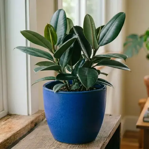 Rubber plant