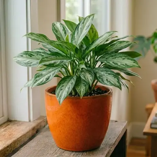 Aglaonema