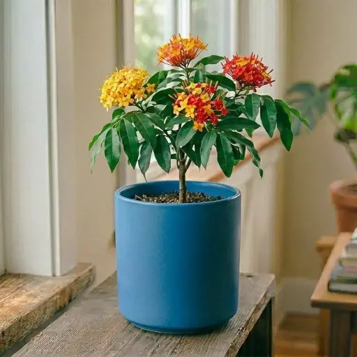 Ashoka tree