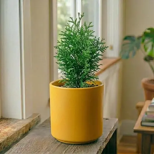 Thuja / Morpankhi