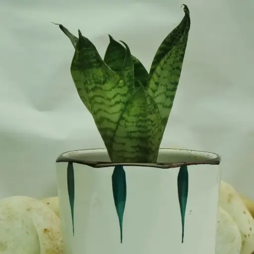 [BNS4] Bird's Nest Snake Plant