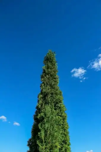[Cupressus sempervirens] Green Cyprus plant