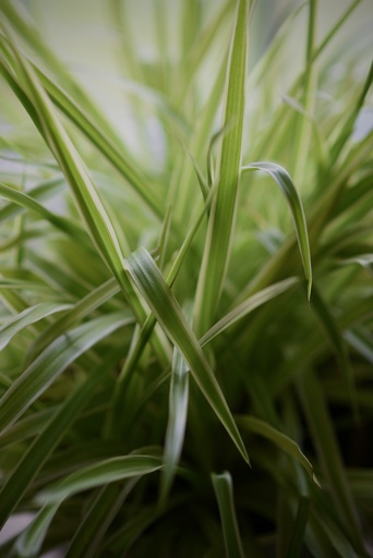Spider plant 