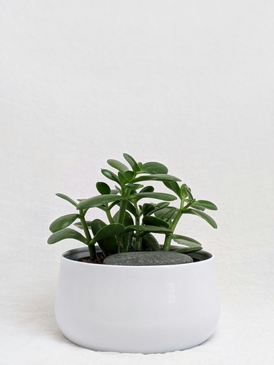 Jade plant 