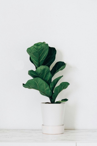 Fiddle leaf fig 
