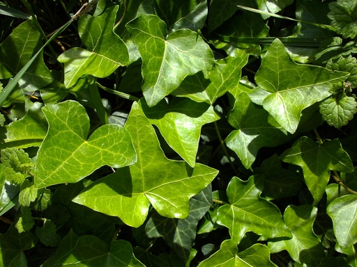 English ivy
