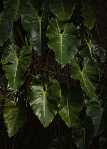 Heart leaf philodendron