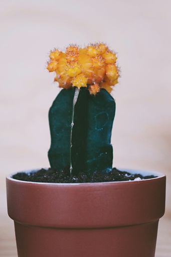 Moon cactus