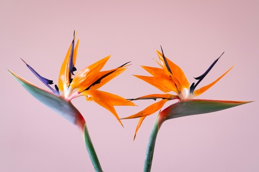 Bird of paradise