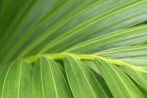 Kentia palm