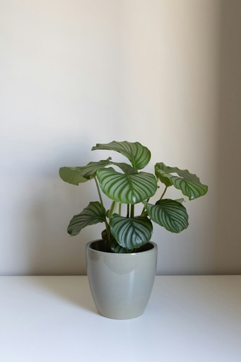 Calathea orbifolia