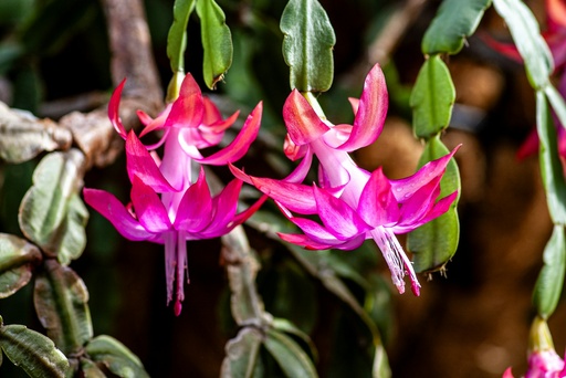 Christmas cactus