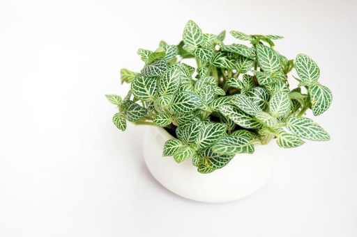 Fittonia