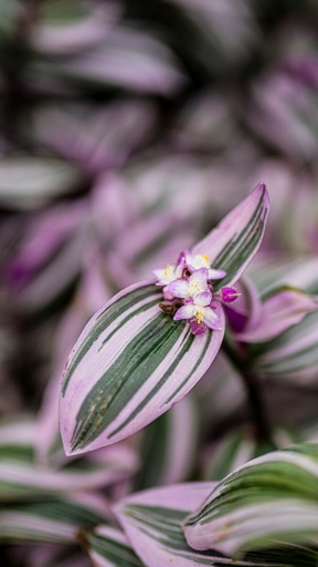 Wandering jew