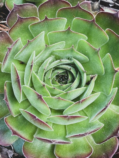 Echeveria