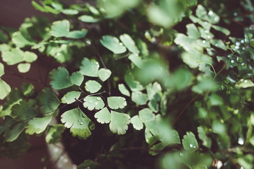 Maidenhair fern