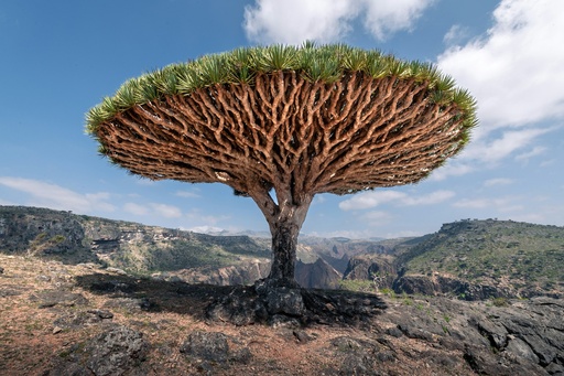 Dragon tree