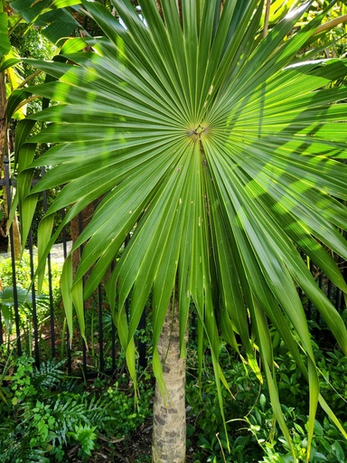 Fishtail palm