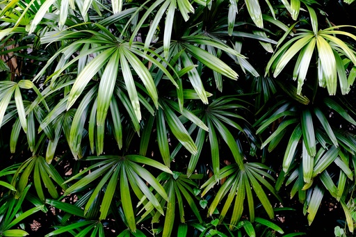 Broadleaf palm