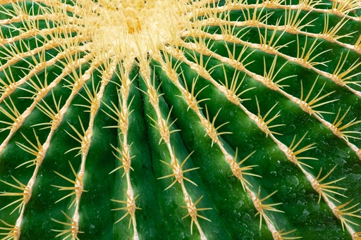 Golden barrel cactus