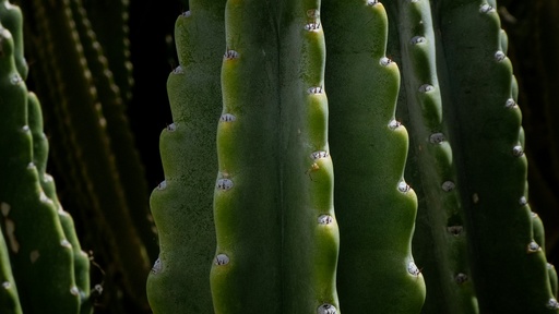 Fairy castle cactus