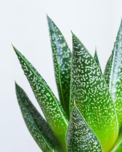 Gasteria